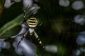 1045 - ARGIOPE BRUENNICHI - POMPILY MICHELE - italy